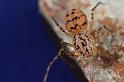 Scytodes_thoracica_D8259_Z_90_Badhoevedorp_Nederland