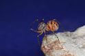 Scytodes_thoracica_D8260_Z_90_Badhoevedorp_Nederland