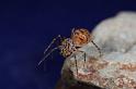 Scytodes_thoracica_D8261_Z_90_Badhoevedorp_Nederland