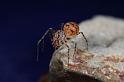 Scytodes_thoracica_D8262_Z_90_Badhoevedorp_Nederland