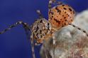 Scytodes_thoracica_D8263_Z_90_Badhoevedorp_Nederland