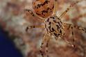 Scytodes_thoracica_D8264_Z_89_Badhoevedorp_Nederland