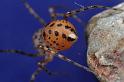 Scytodes_thoracica_D8265_Z_88_Badhoevedorp_Nederland