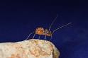 Scytodes_thoracica_D8266_Z_90_Badhoevedorp_Nederland