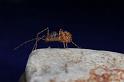 Scytodes_thoracica_D8267_Z_92_Badhoevedorp_Nederland