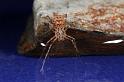 Scytodes_thoracica_D8268_Z_92_Badhoevedorp_Nederland
