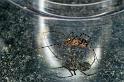 Scytodes_thoracica_F0227_Z_85_Badhoevedorp_Nederland
