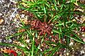 Scytodes_thoracica_F0228_Z_87_Badhoevedorp_Nederland