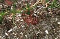 Scytodes_thoracica_F0229_Z_82_Badhoevedorp_Nederland
