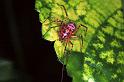 Scytodes_thoracica_F0352_Z_87_Badhoevedorp_Nederland