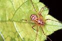 Scytodes_thoracica_F0354_Z_85_Badhoevedorp_Nederland