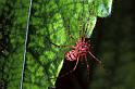 Scytodes_thoracica_F0356_Z_90_Badhoevedorp_Nederland