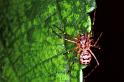 Scytodes_thoracica_F0357_Z_90_Badhoevedorp_Nederland
