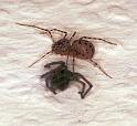 Scytodes_thoracica_F2044_Z_75_Badhoevedorp_Nederland