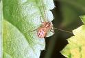 Scytodes_thoracica_F2045_Z_78_Badhoevedorp_Nederland