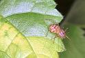 Scytodes_thoracica_F2046_Z_79_Badhoevedorp_Nederland