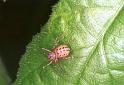 Scytodes_thoracica_F2048_Z_88_Badhoevedorp_Nederland