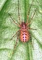 Scytodes_thoracica_F2049_Z_91_Badhoevedorp_Nederland