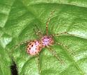 Scytodes_thoracica_F2050_Z_88_Badhoevedorp_Nederland