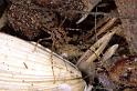 Scytodes_thoracica_P0981_Z_84_Badhoevedorp_Nederland