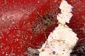 Scytodes_thoracica_P0983_Z_87_Badhoevedorp_Nederland