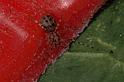 Scytodes_thoracica_P0986_Z_85_Badhoevedorp_Nederland