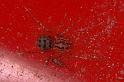 Scytodes_thoracica_P0988_Z_88_Badhoevedorp_Nederland