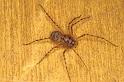 Scytodes_thoracica_P0992_Z_78_Badhoevedorp_Nederland