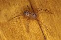 Scytodes_thoracica_P0993_Z_80_Badhoevedorp_Nederland