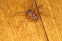 Scytodes_thoracica_P0994_Z_75_Badhoevedorp_Nederland