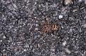 Scytodes_thoracica_P1000_Z_90_Badhoevedorp_Nederland