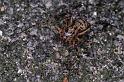 Scytodes_thoracica_P1001_Z_88_Badhoevedorp_Nederland