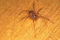 Scytodes_thoracica_P1003_Z_75_Badhoevedorp_Nederland