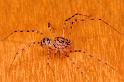 Scytodes_thoracica_P1020_Z_75_Badhoevedorp_Nederland