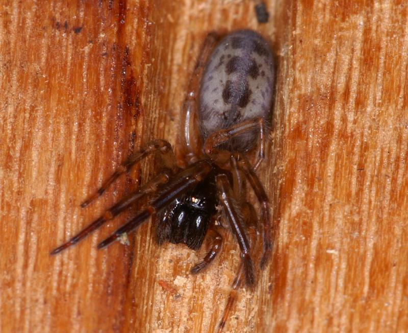 Segestria_senoculata_D4310_Z_91_Waterleidingduinen_Nederland.jpg