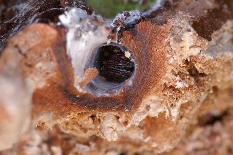 Segestria_senoculata_D4667_Z_88_Waterleidingduinen_Nederland.jpg