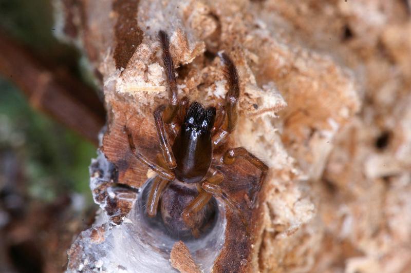 Segestria_senoculata_D4669_Z_88_Waterleidingduinen_Nederland.jpg