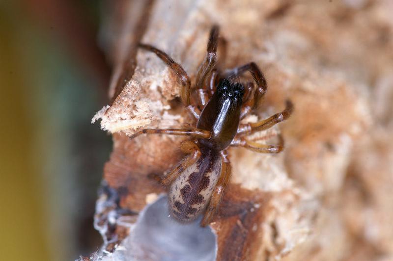 Segestria_senoculata_D4670_Z_89_Waterleidingduinen_Nederland.jpg