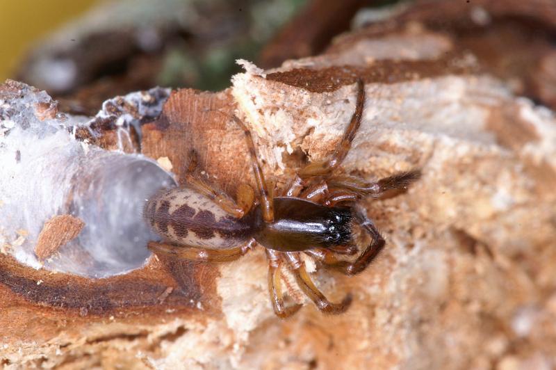 Segestria_senoculata_D4671_Z_90_Waterleidingduinen_Nederland.jpg
