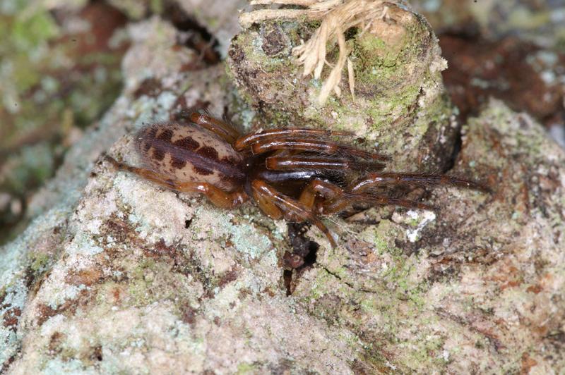 Segestria_senoculata_D4672_Z_89_Waterleidingduinen_Nederland.jpg