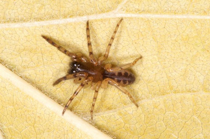 Segestria_senoculata_D5928_Z_88_Royan_Frankrijk.jpg