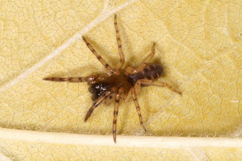 Segestria_senoculata_D5929_Z_87_Royan_Frankrijk.jpg