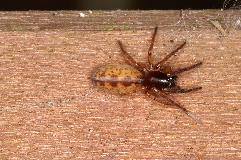 Segestria_senoculata_D7001_Z_88_Waterleidingduinen_Nederland.jpg