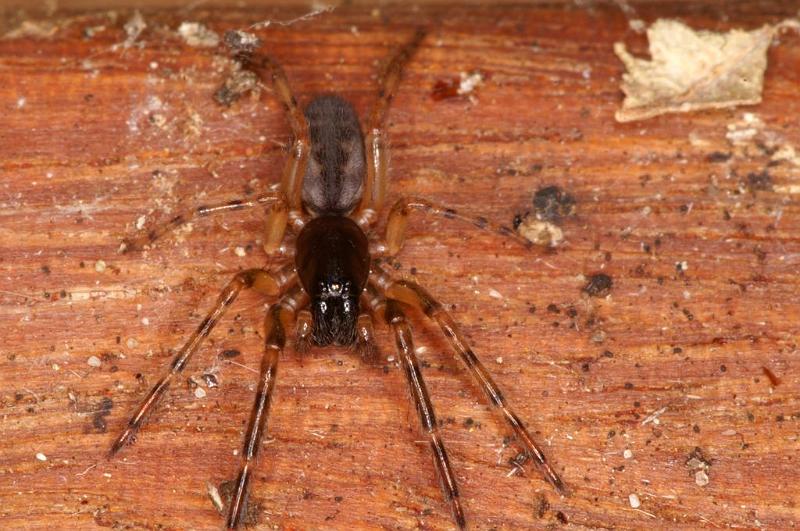 Segestria_senoculata_D7003_Z_88_Waterleidingduinen_Nederland.jpg