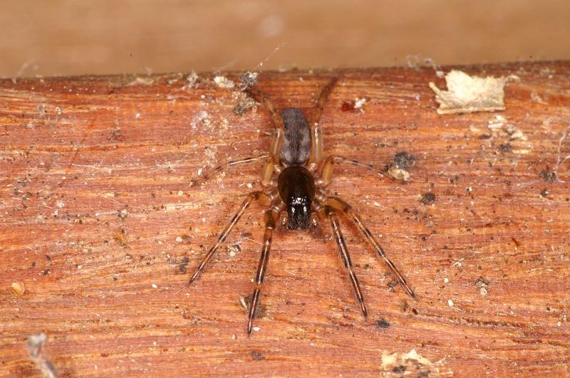 Segestria_senoculata_D7004_Z_89_Waterleidingduinen_Nederland.jpg