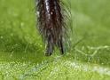 Segestria_florentina_D7325_Z_88_Badhoevedorp_Nederland