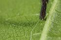 Segestria_florentina_D7326_Z_88_Badhoevedorp_Nederland