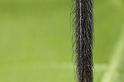 Segestria_florentina_D7327_Z_88_Badhoevedorp_Nederland