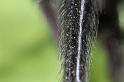 Segestria_florentina_D7328_Z_88_Badhoevedorp_Nederland