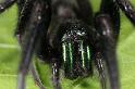 Segestria_florentina_D7337_Z_88_Badhoevedorp_Nederland